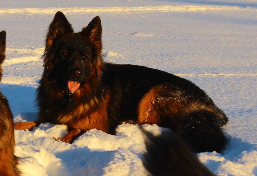 Owczarki niemieckie długowłose potężne linia Zw Świata FCI