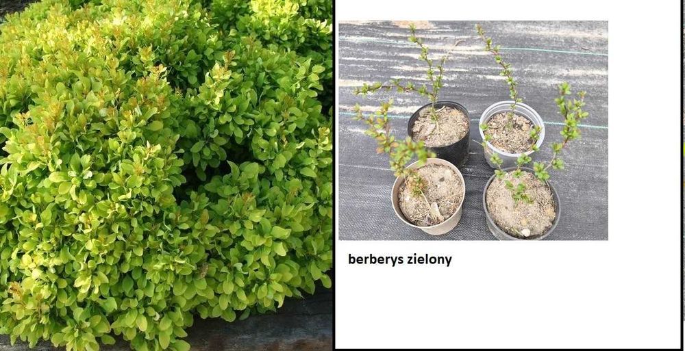 Przywrotnik, kopytnik, miodunka, jasnota plamista, berberys