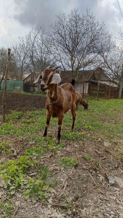 Продам коз та козинят