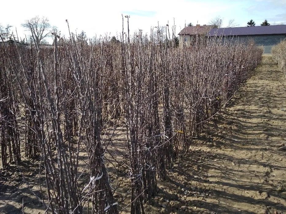 Drzewka owocowe Szkółka drzew i krzewów owocowych Producent Hurt Detal