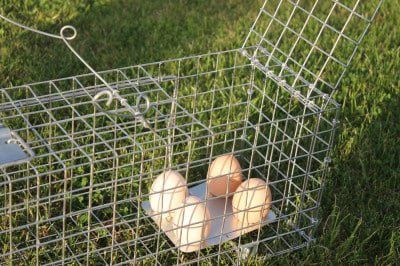 Живоловка | Гуманная пастка для куниц, ласок, крыс, мышей 82×21×20 см