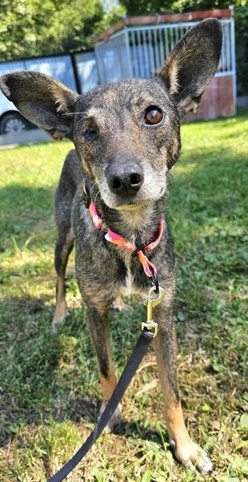 Mała Małgosia bez oczka szuka domu