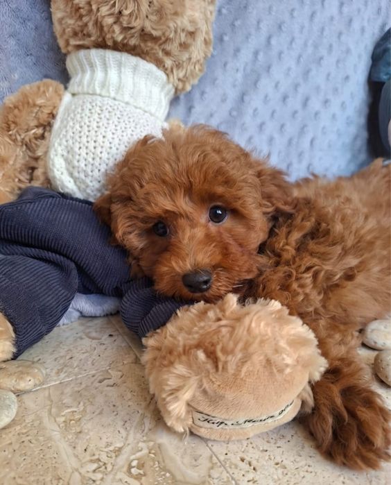Maltipoo Pududel