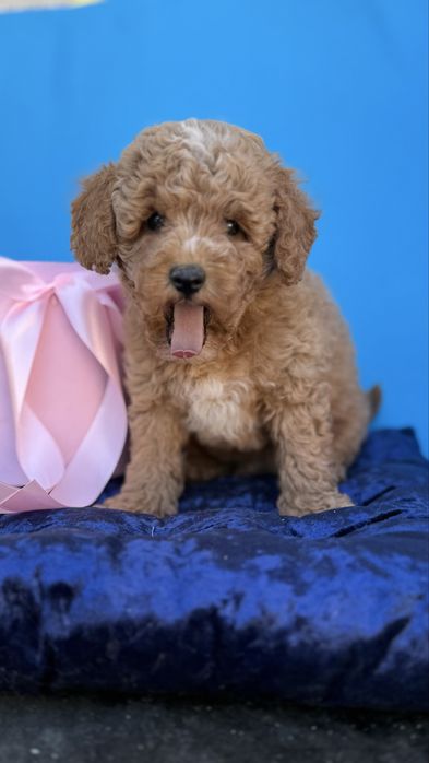 Малюк мальтіпцшка