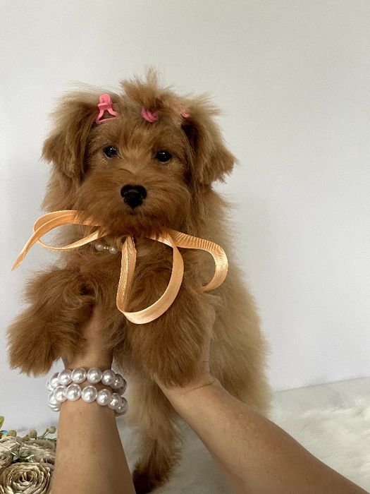 Помапу — Ці дівчатка змінять ваше життя