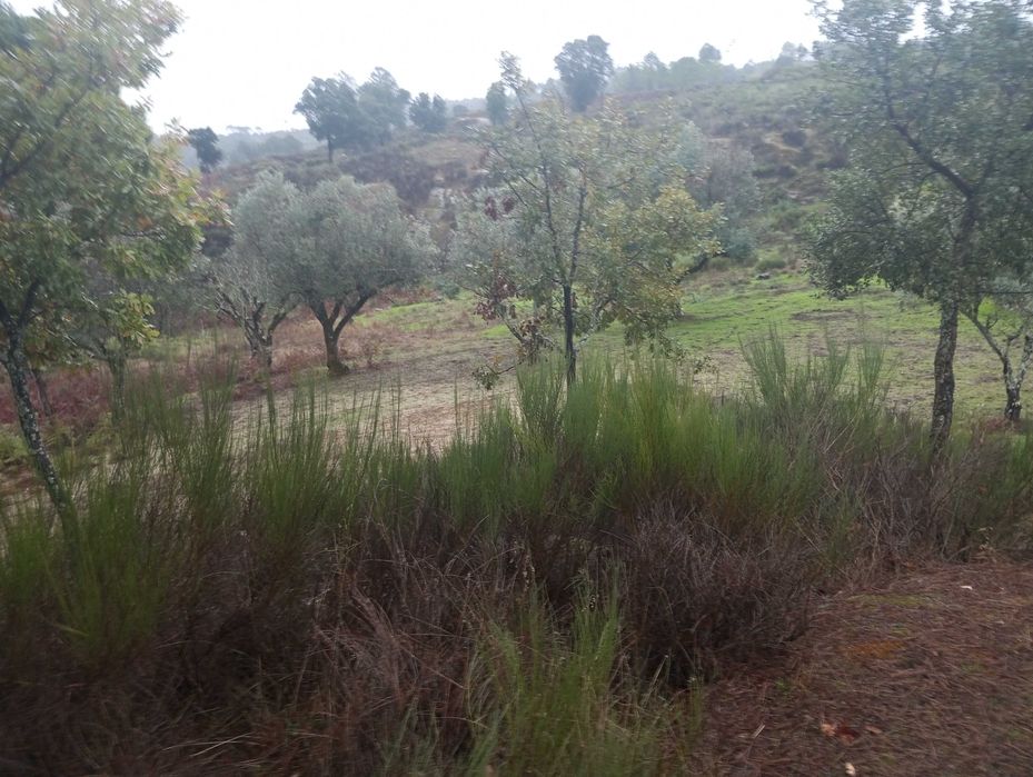 Pinhal novo e pequeno olival - Paranhos da Beira