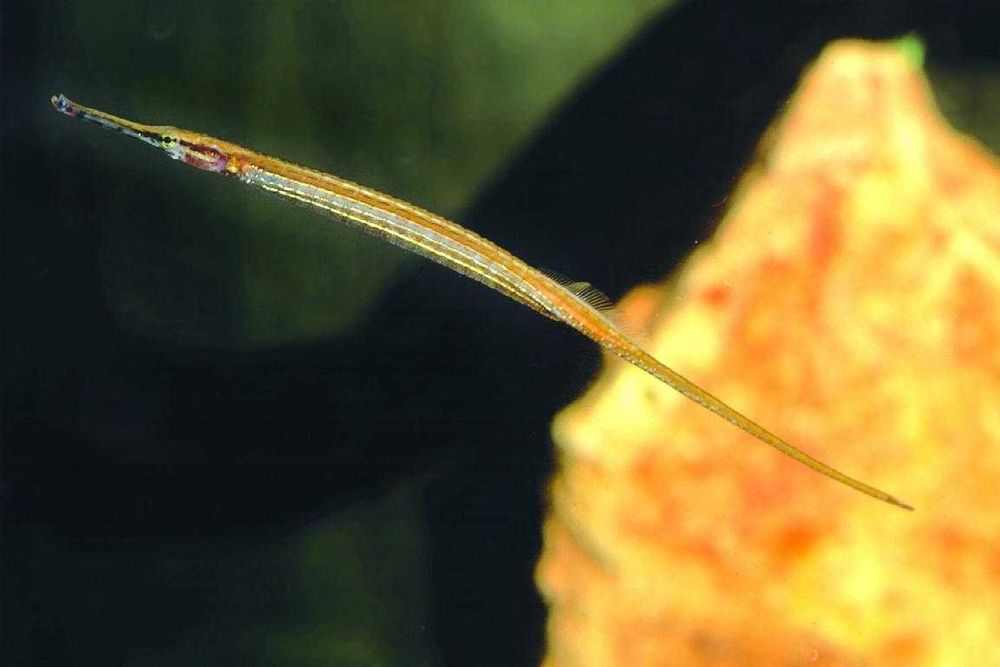 Риба голка Microphis brachyurus aculeatus