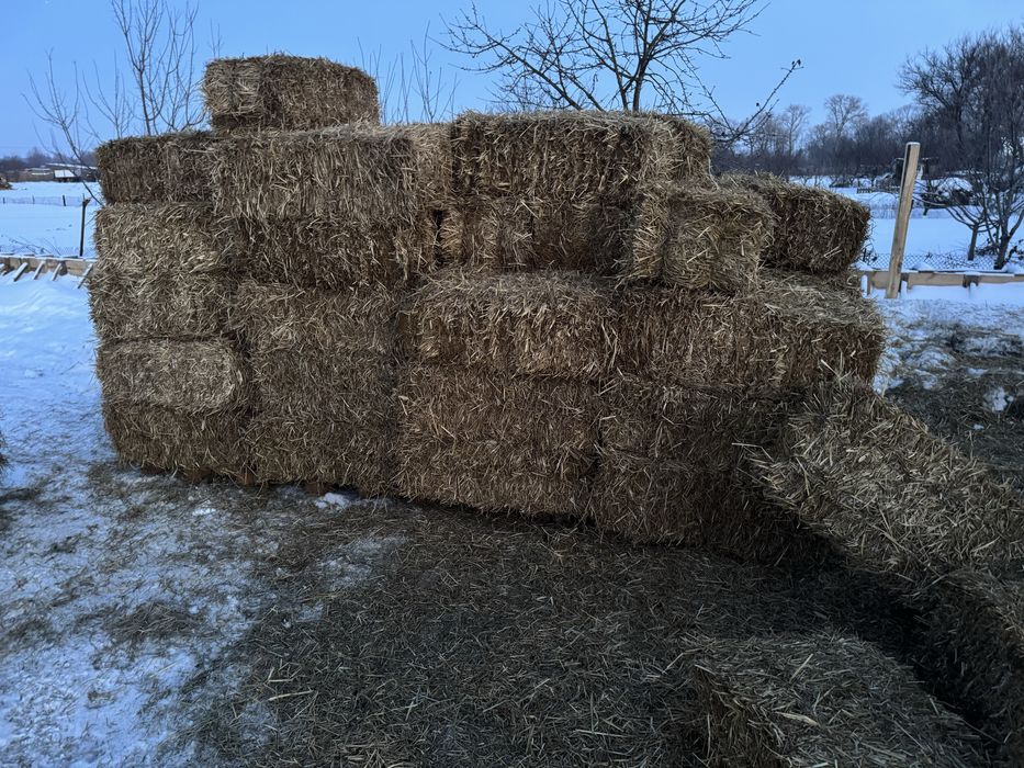 Продам солому є доставка в наявності 350 тюків