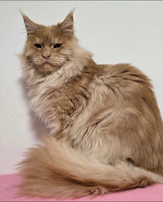 Kocurek  Maine Coon rudy srebrzysty pręgowany