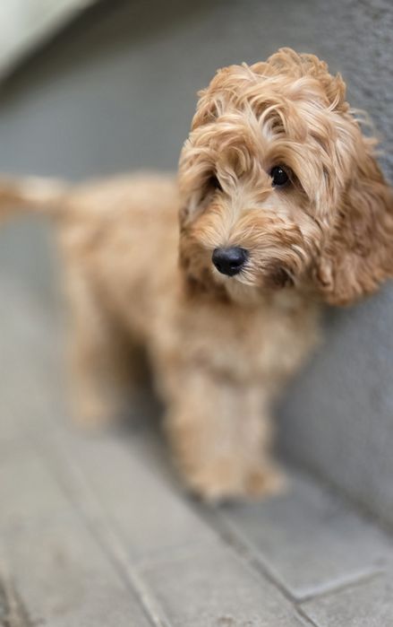 Cockapoo/ dziewczynka