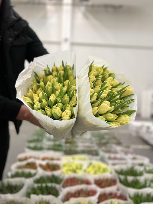 Тюльпан Голландія оптом від 500шт. ГалКвітПром.Тюльпан 8березня.