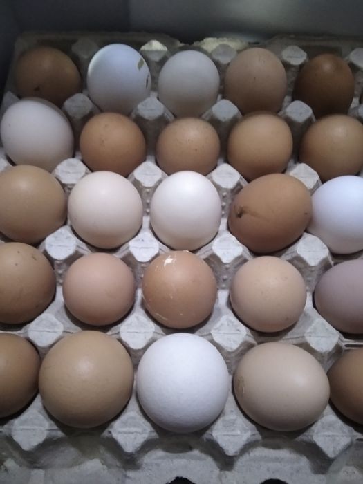 Продам дом.яйце.завжди свіже.