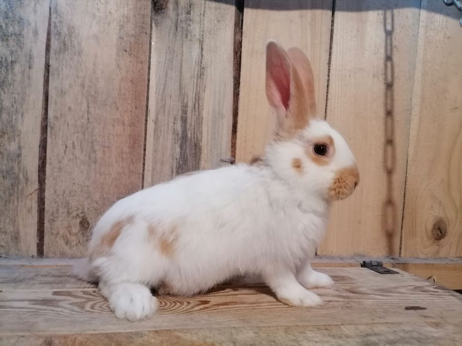 Olbrzym Srokacz Żółty Izabela Samiczki