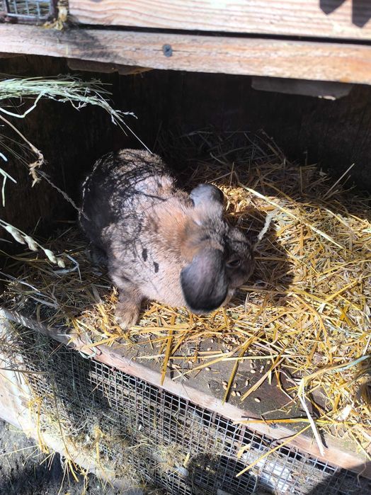 Króliki samice mieszance