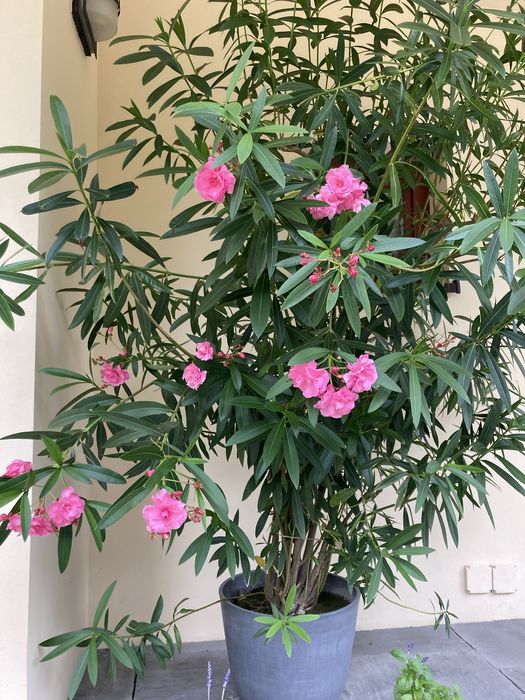 Kwiat oleander pelny pachnacy