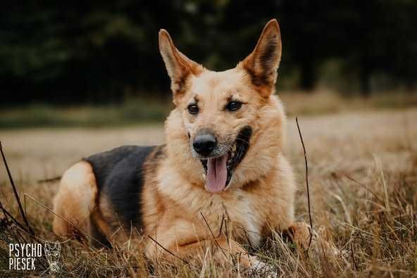 spokojny, łagodny pies czeka na dom