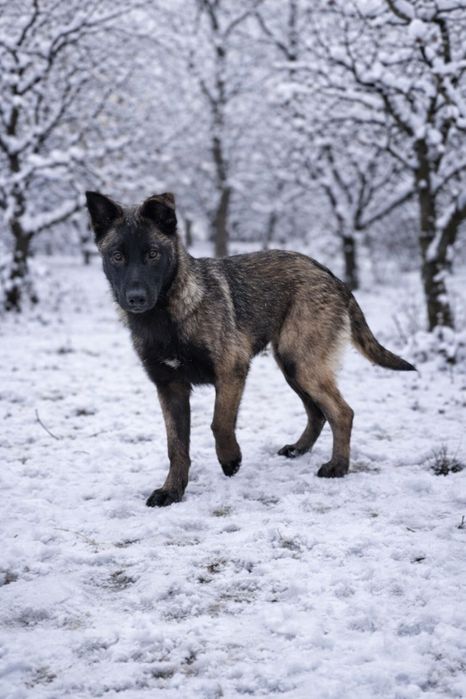 Цуценята МАЛІНУА для сім’ї, 3 місяці, Розумні та віддані.