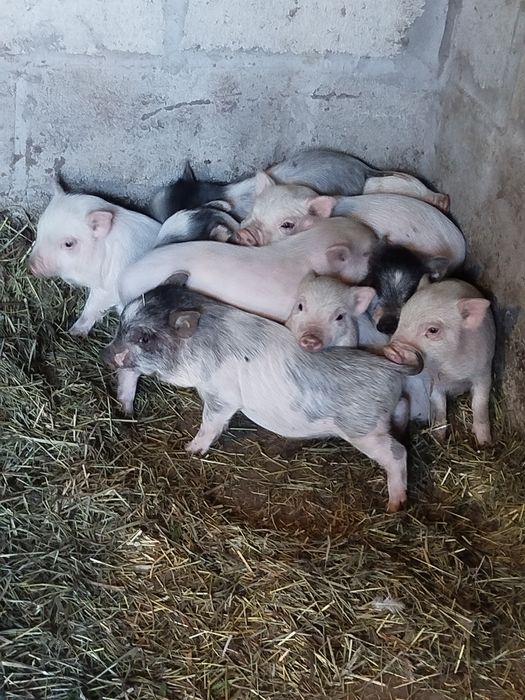 Продаються в'єтнамські поросята