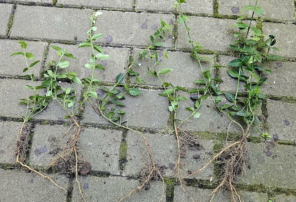 Trzmielina Fortunea Coloratus - sadzonka z gruntu