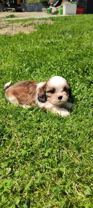 Shih TZU szczeniak