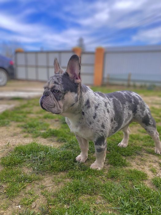 Бульдог Вʼязка Lilac Merle Tan док AKU тести