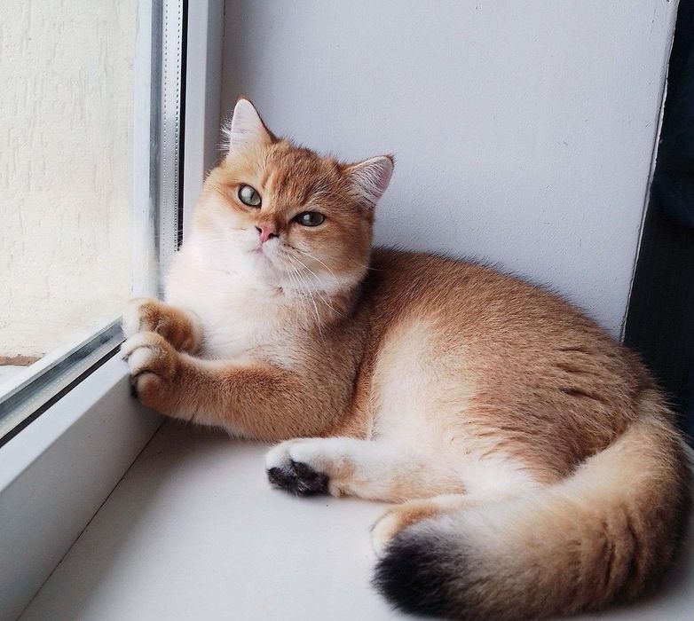 Золота шиншилла, чудовий хлопчик