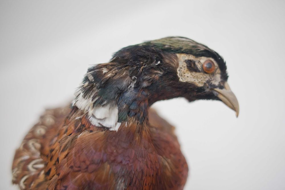 Wypchany bażant w takim sobie stanie