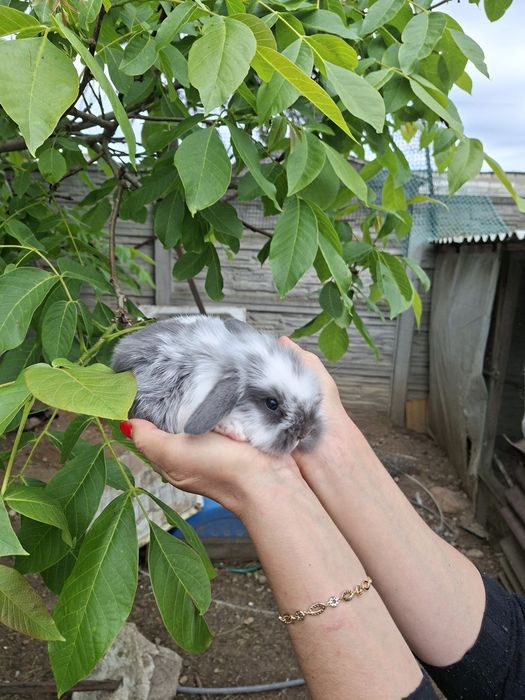 Króliki karzełki i mini lop.