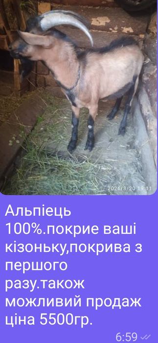 Рропоную на перетримку хлопцвв і дівчат