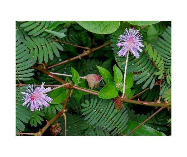 10 Sementes de Dormideira (planta sensitiva) - Planta mágica