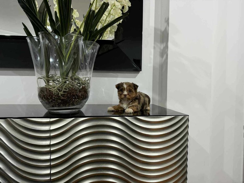 Yorkshire Terrier  Miniatura  FEMEA  CHOCO MERLE