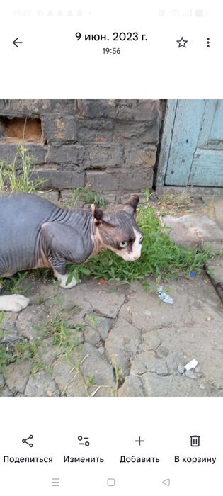 Продам кота Эльф