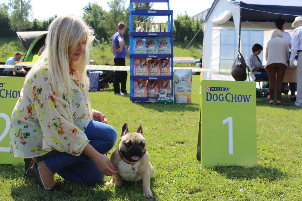 Титулований кобель для продовження роду!Ксу FCI