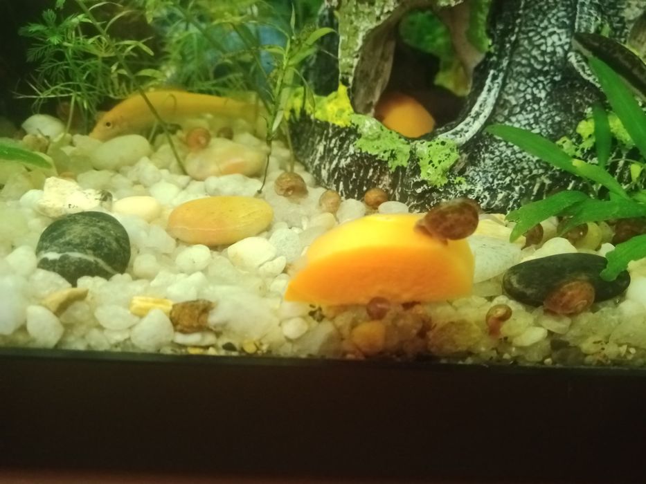 Caracois aquário, planorbis