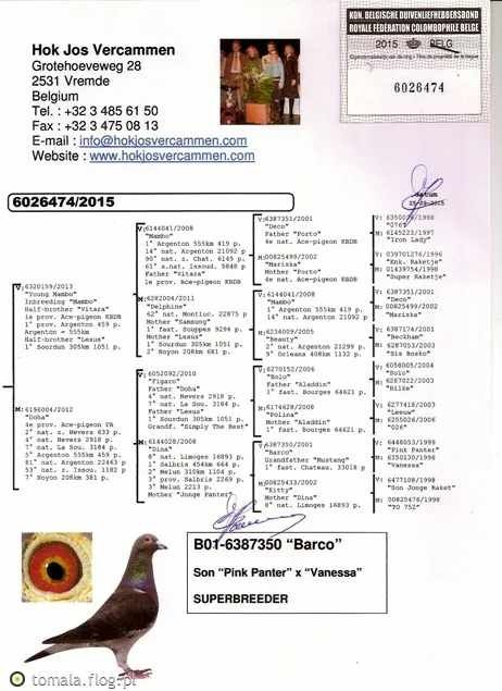 Org. Vercammen 2015 r. Gołębie pocztowe