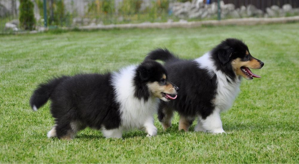 Щенки колли