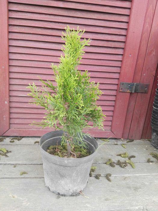 Tuja  wysokość 30 cm