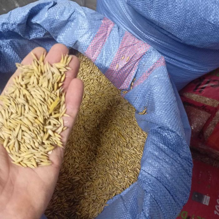 Owies, dodatek do peletu