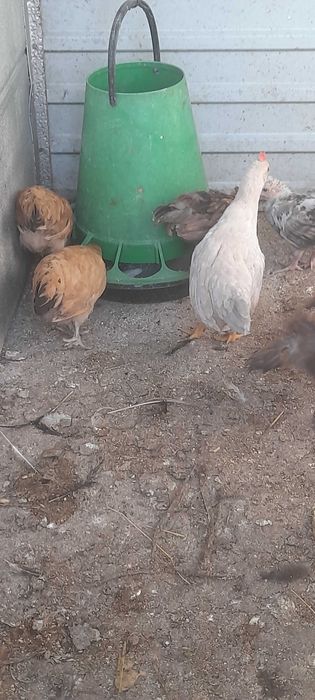 Aves de capoeira
