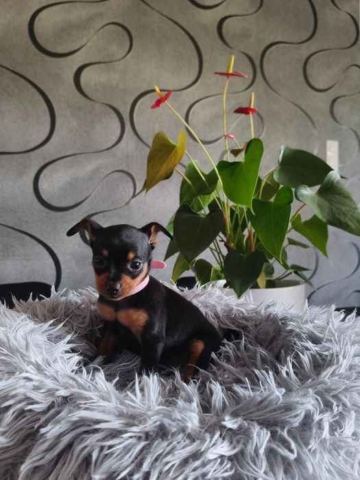 Ratlerek Ratlerki, pinczer pinczerki