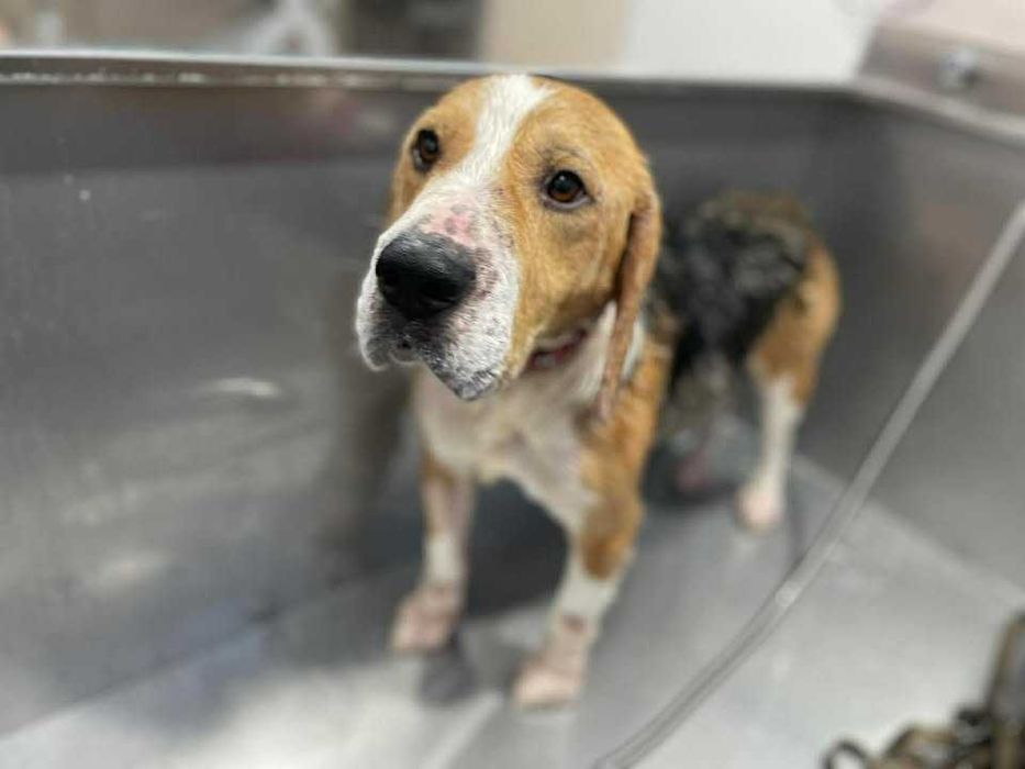 beagle pilnie szuka nowego domu