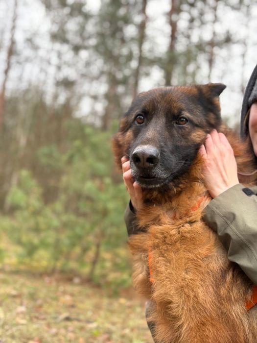 Owczarek niemiecki Krypto szuka domu ze schroniska