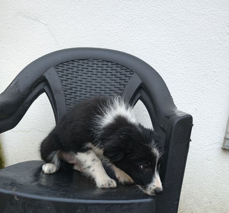 Border collie macho puro