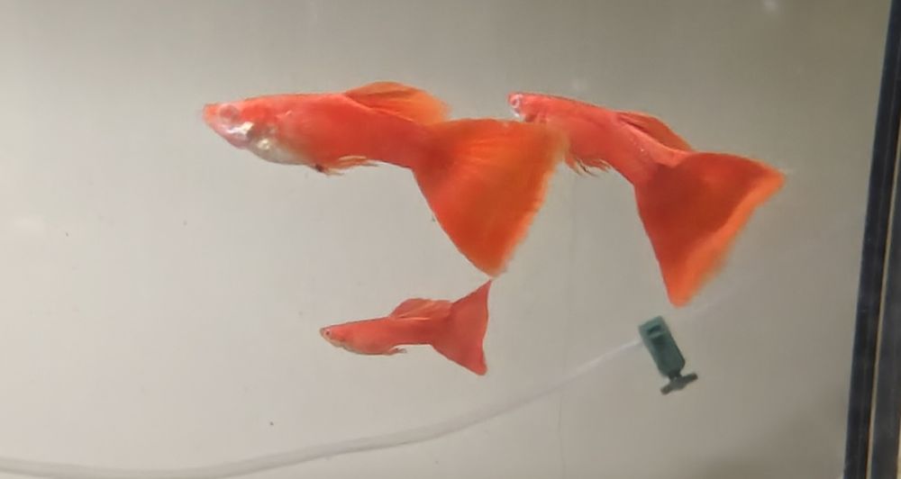 Gupik full red albino czysta linia