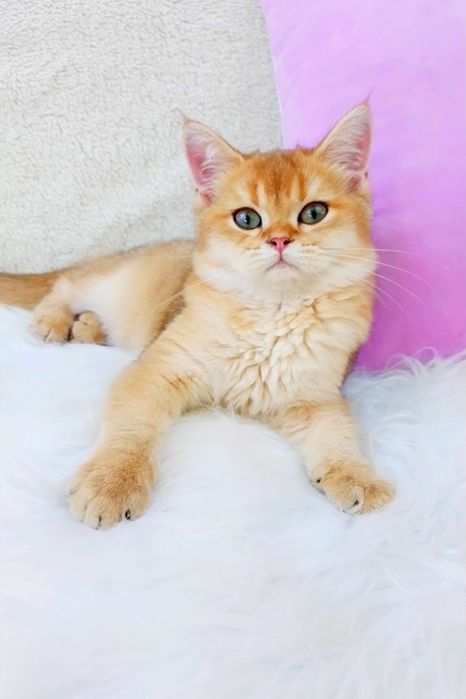 Золота шиншила Чудо хлопчик