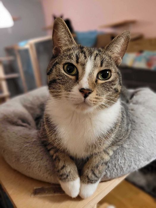 Koci ideał Frycuś już 2 lata czeka na domek :(