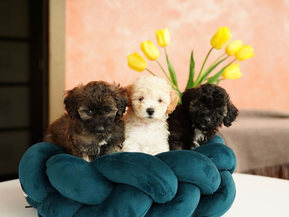 Пухнастики мальтіпушки гарнюні