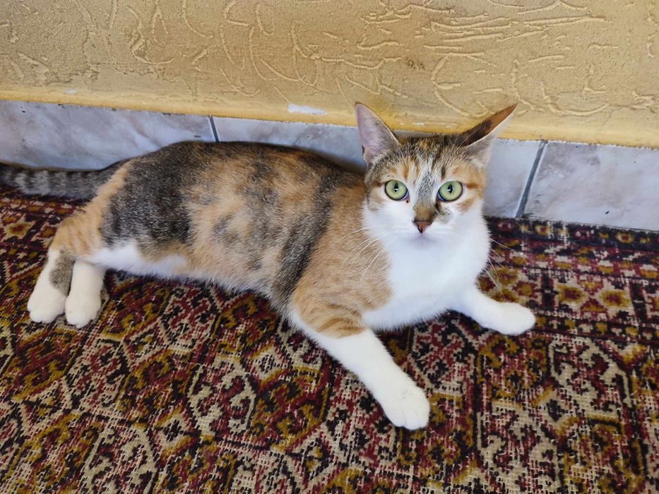 Пристраивает в добрые руки