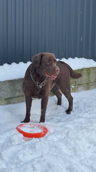 В'язка Лабрадор 2р.