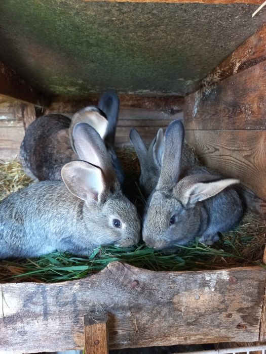 Sprzedam młode króliki